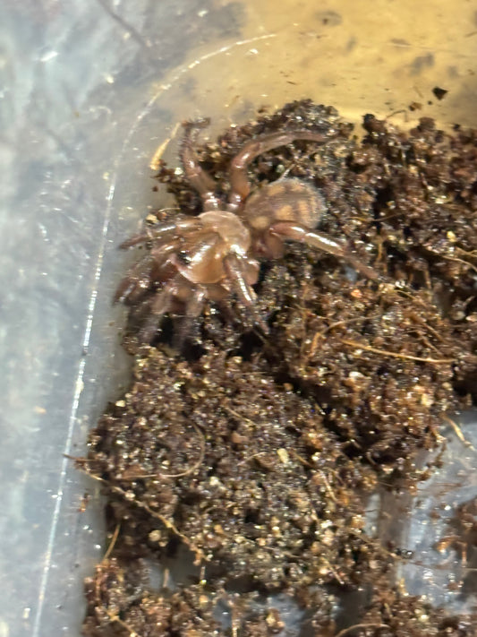 Euoplos sp benakin large sling.