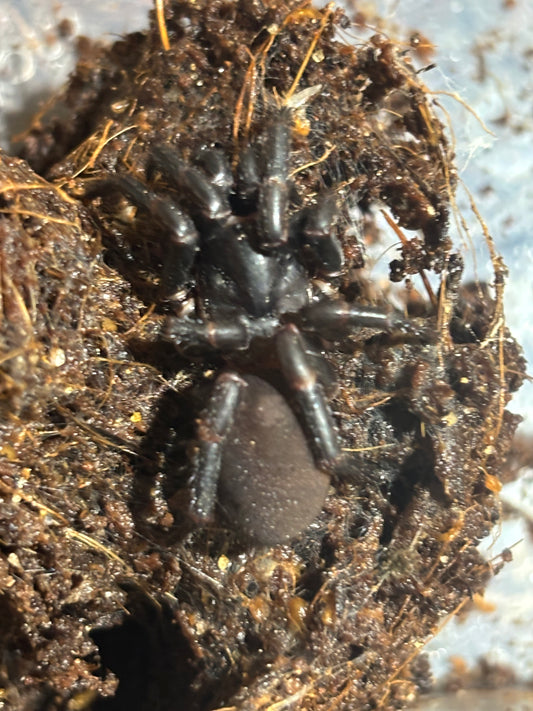 Cataxia sp Austinville.