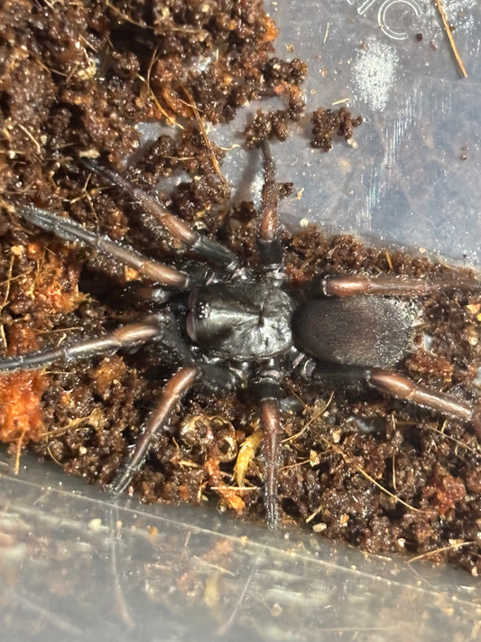 Arbantis sp orana juvenile.
