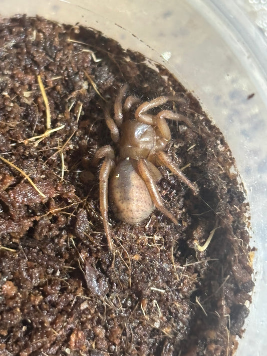 Cataxia sp Townsville juvenile.