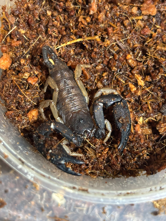 Rainforest scorpion benakin.