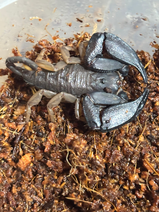 Rainforest scorpion kroombit male.