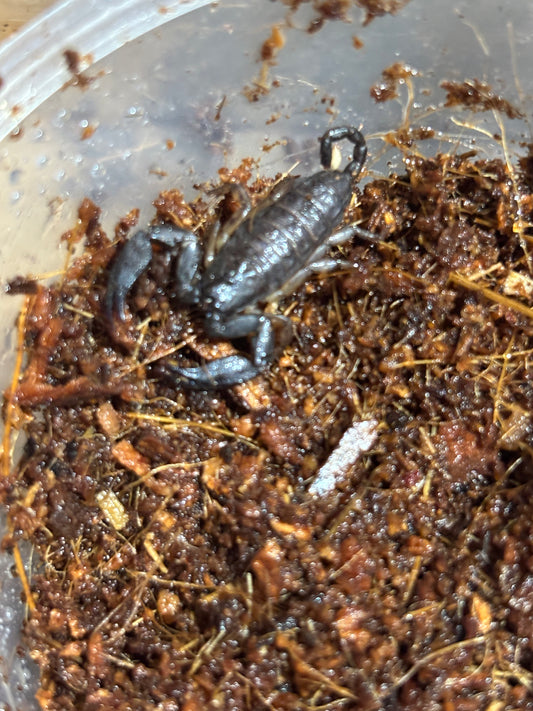 Rainforest scorpling large sandy creek.