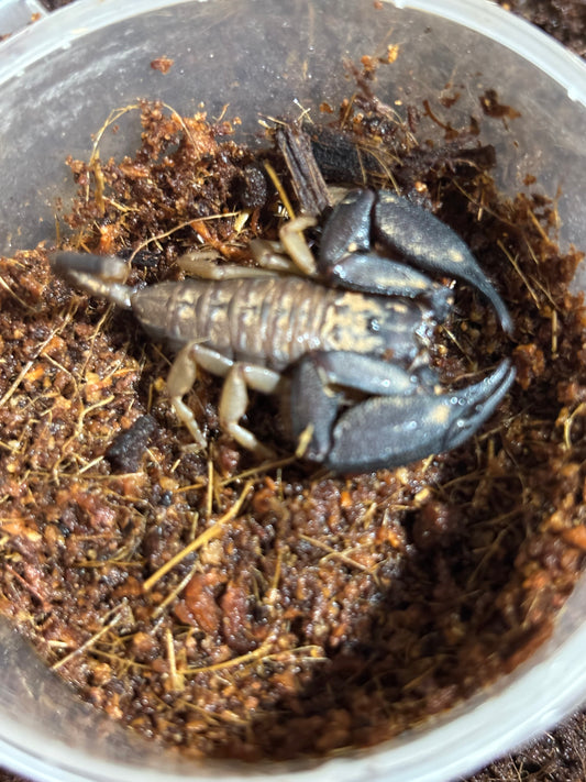 Rainforest scorpion Kuranda male.