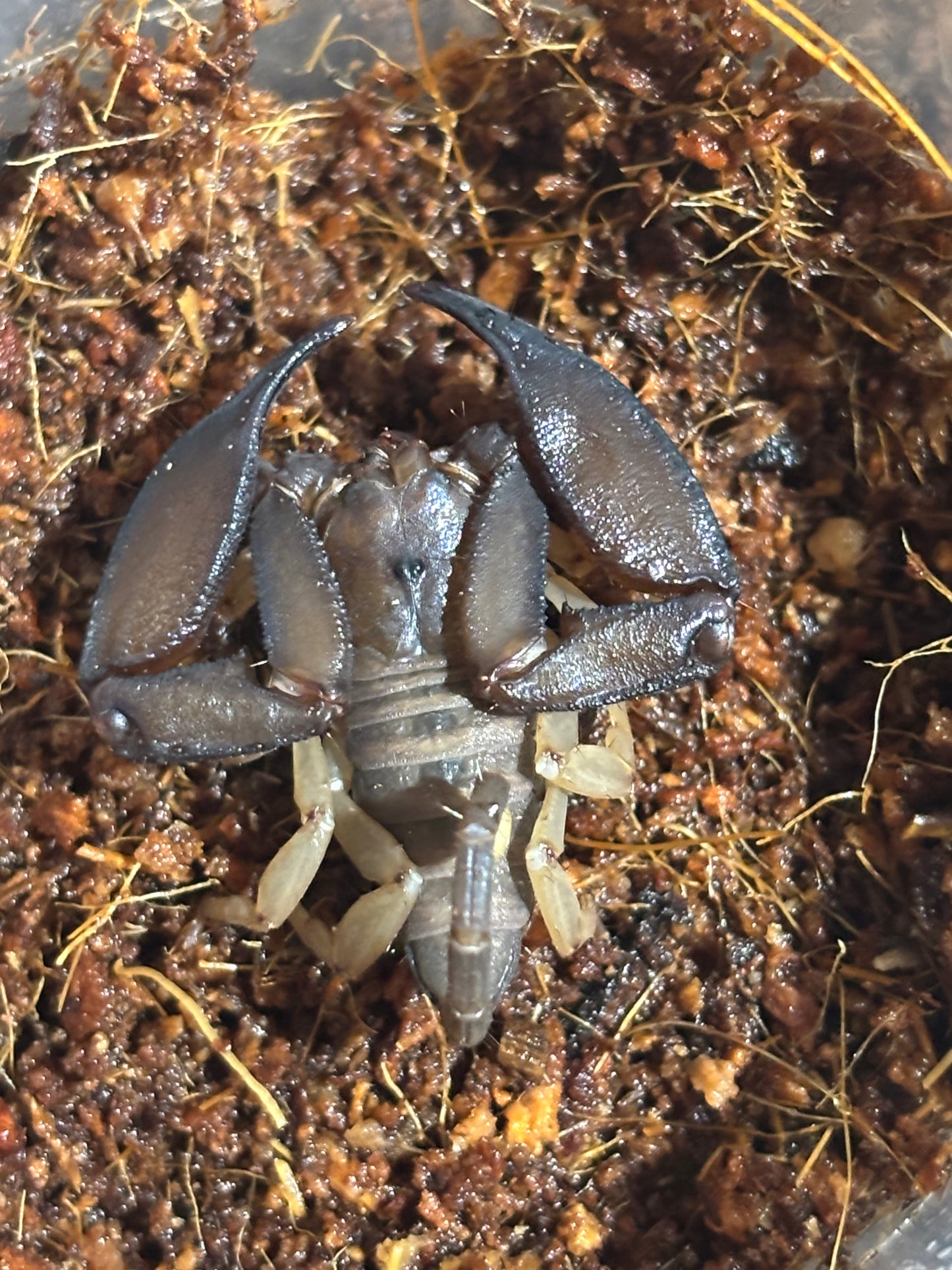 Rainforest scorpion male carmila.