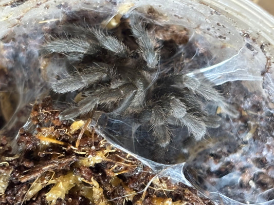 Phlogius pq113, 40mm leg span