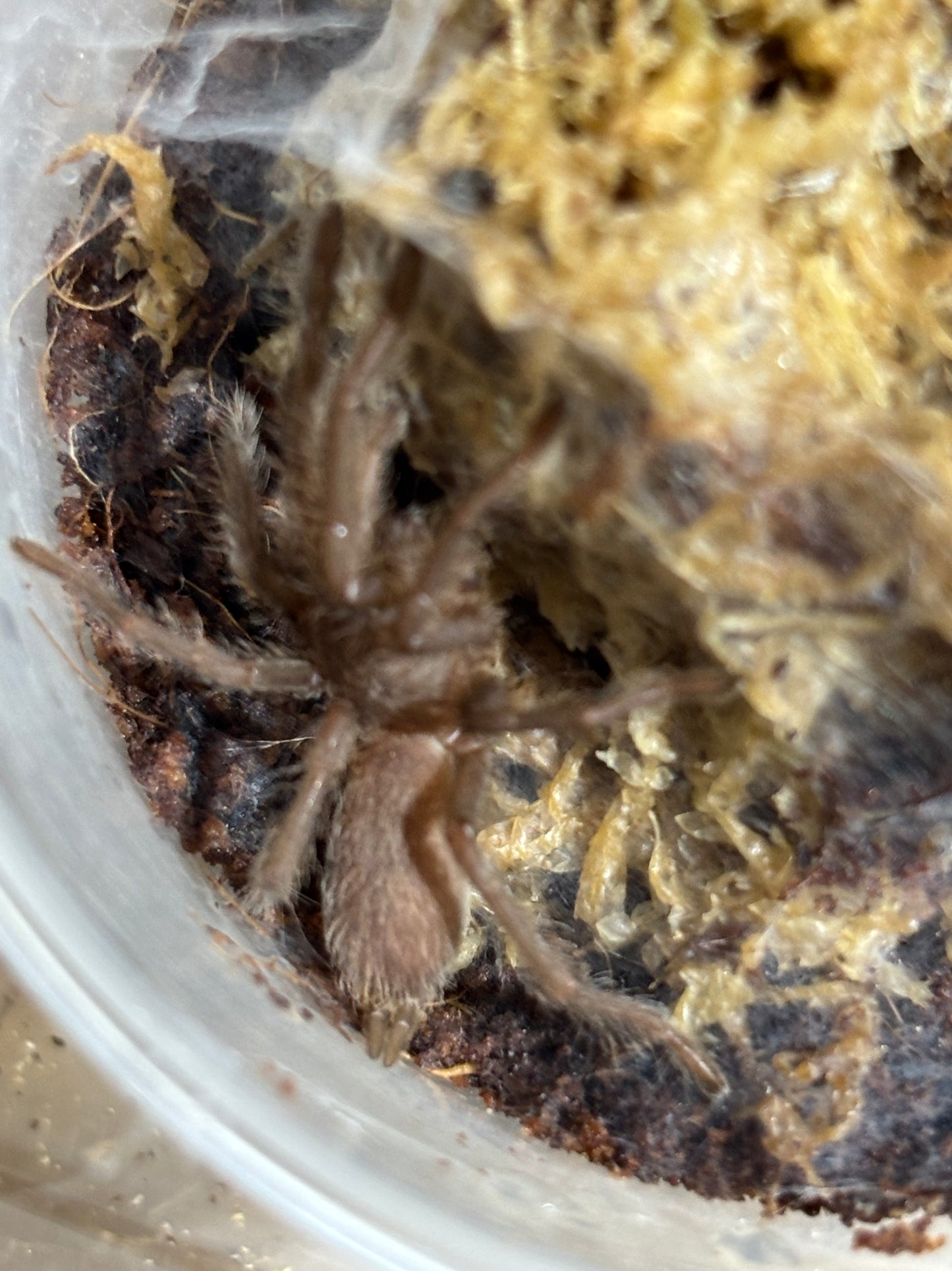 Phlogius rubiseta advanced sling.