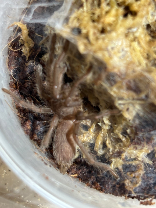 Phlogius rubiseta advanced sling.