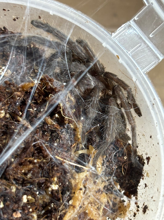 Phlogius kuttabul 40mm leg span.