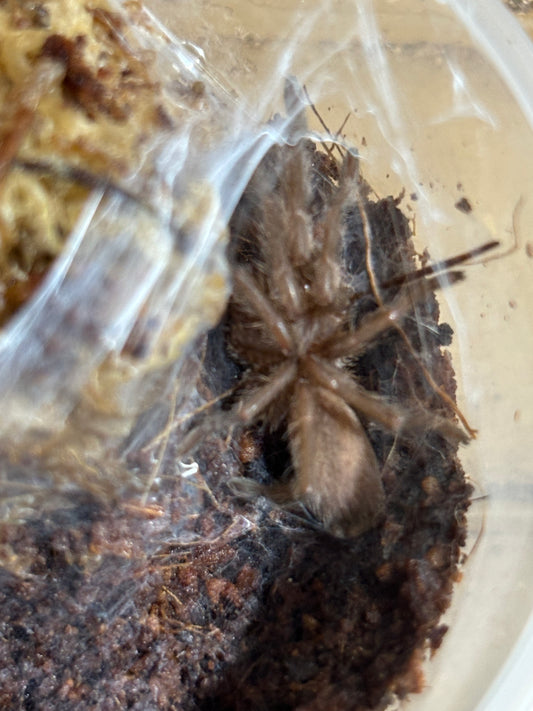 Phlogius silver valley advanced sling.