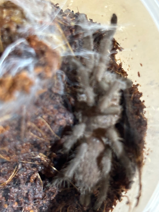 Phlogius Kuranda 40mm leg span .