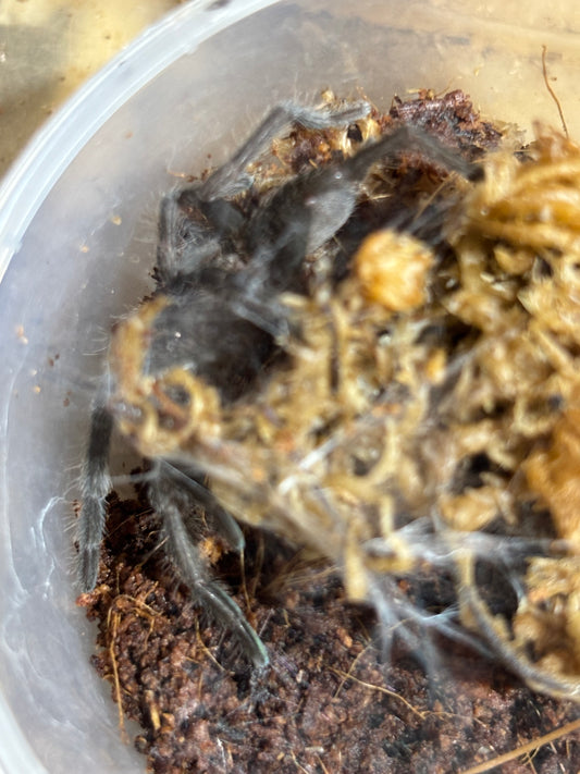 Phlogius Cooktown Goliath advanced sling.