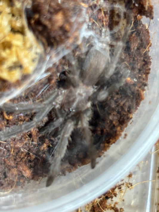 Phlogius Hann tablelands advanced sling.