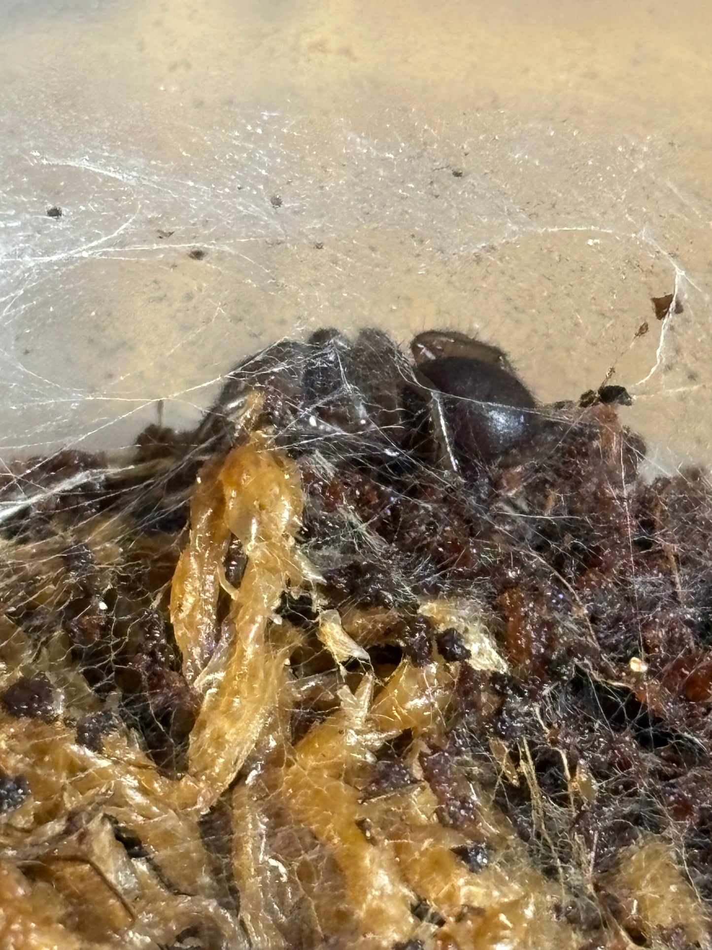 Hadronyche sp orange slings captive bred.
