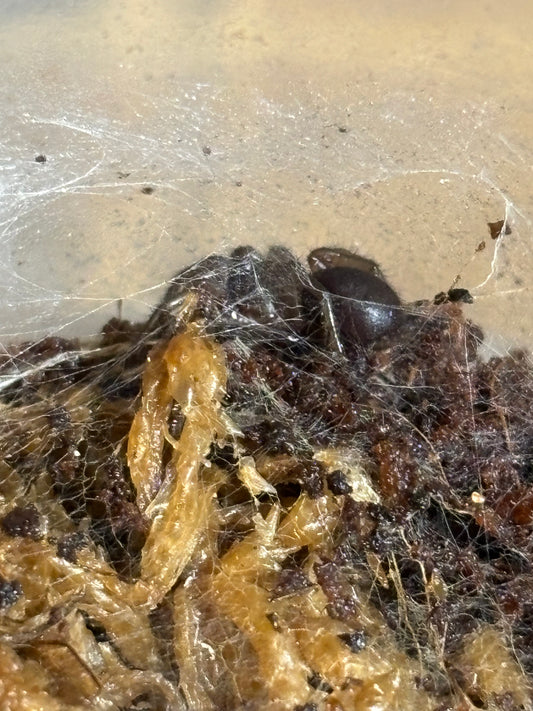 Hadronyche sp orange slings captive bred.