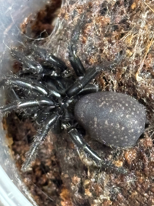 Atrax sutherlandi large juvenile.