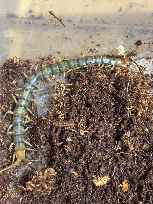 Cormocephalus sp Coffs Harbour.