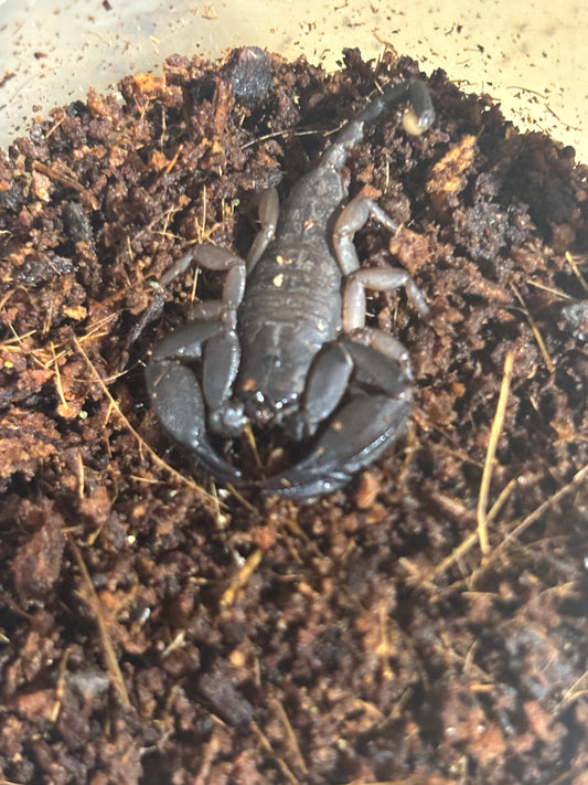 Rainforest cardstone small juvenile.