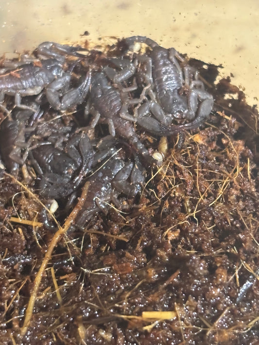 Rainforest scorpling Kuranda area captive bred.