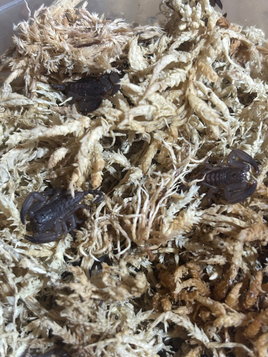 Rainforest scorpling Cooktown area captive bred.