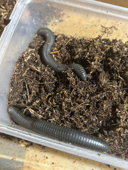 Giant scrub millipedes juvenile.