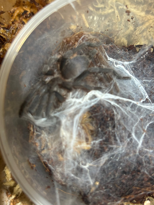 Phlogius Hann tablelands 40mm leg span.