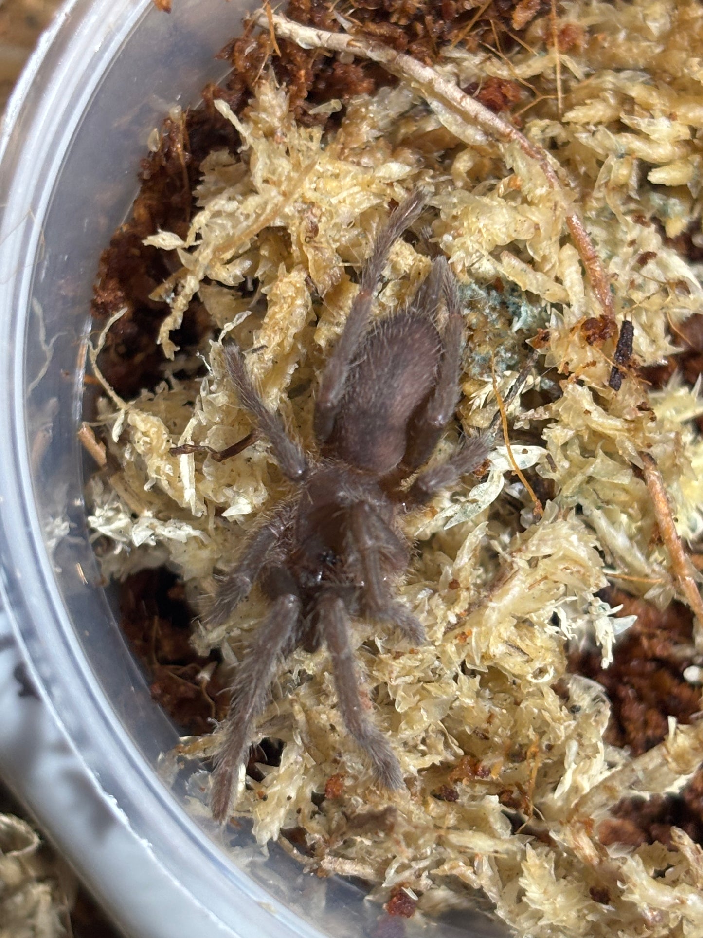 Tarantula sling plus full set up.