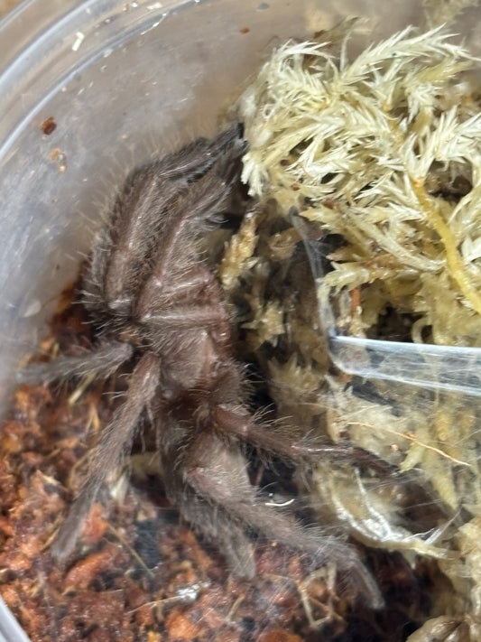 PQ western form 50mm leg span.