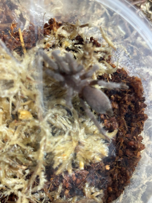 Phlogius ghost 40mm leg span .
