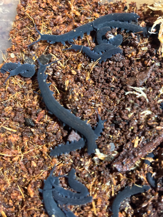 Euperipatoides rowelli velvet worm.