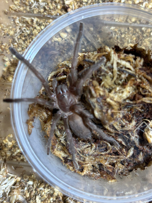 Phlogius Hann tablelands 50mm leg span.