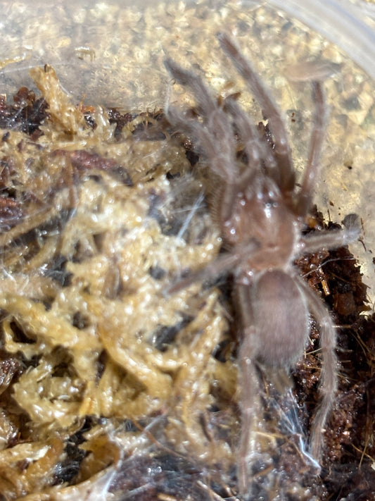Phlogius Sarina advanced sling.