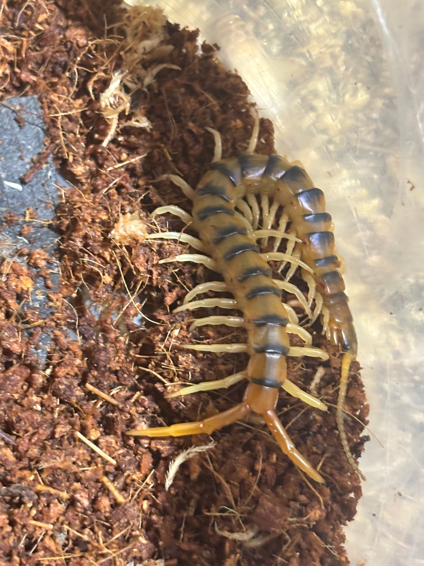 Ethmostigmus rubripes Rockhampton 70mm.