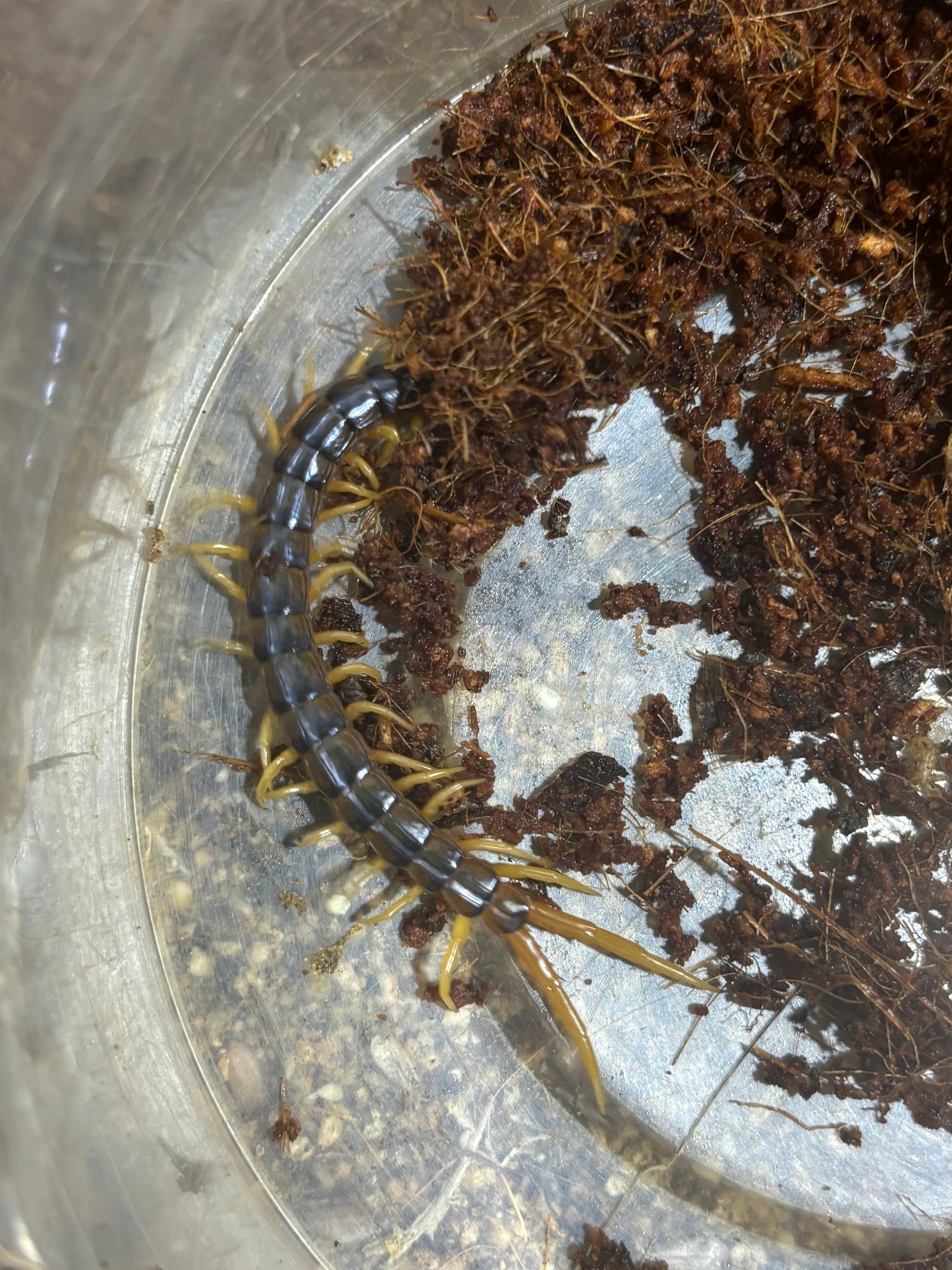 Ethmostigmus rubripes Grafton 70mm.