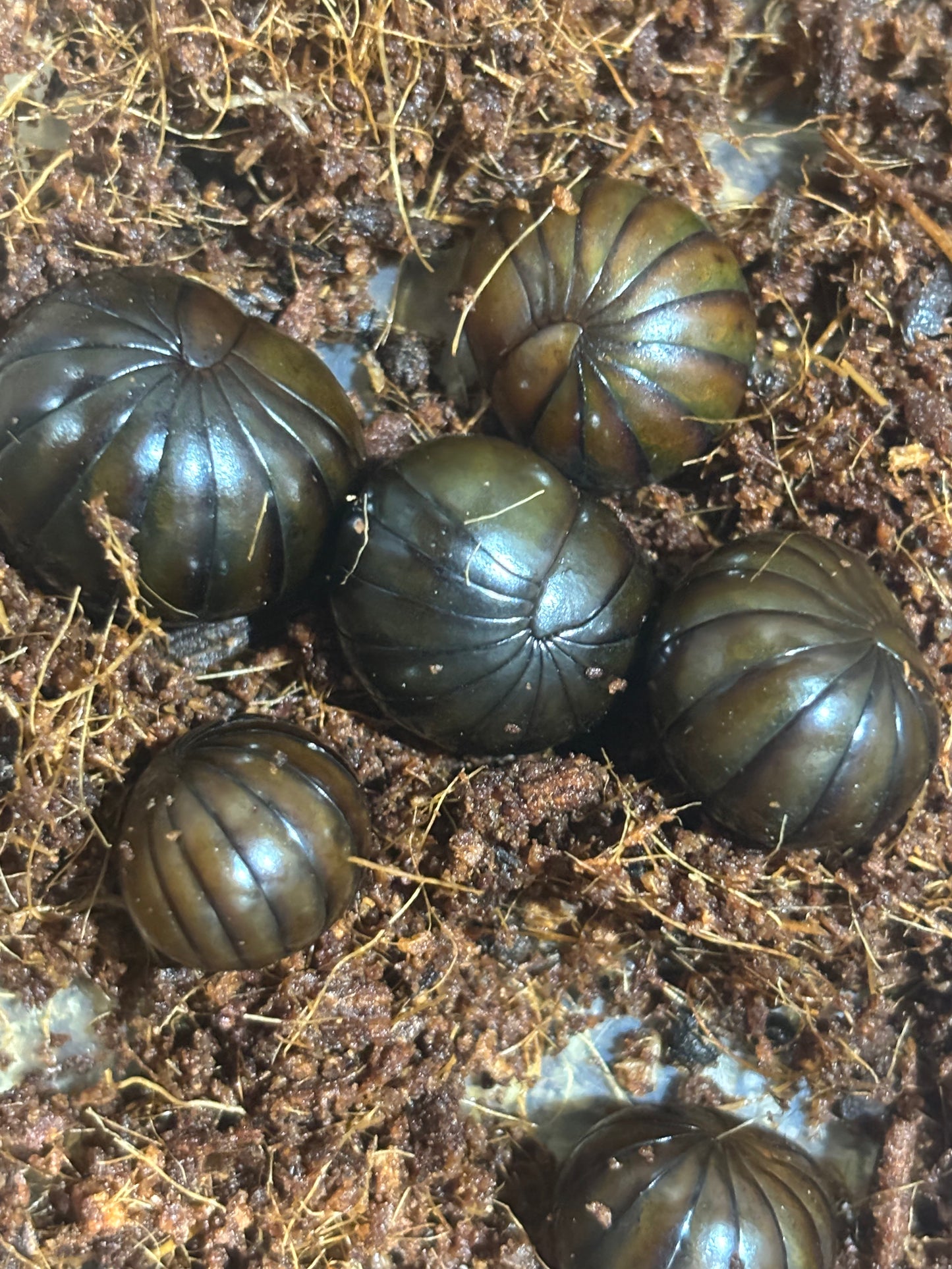 Pill millipedes Cardwell.