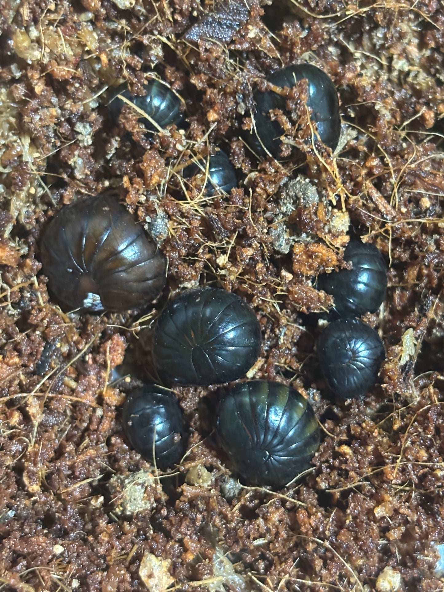 Pill millipedes Rockhampton