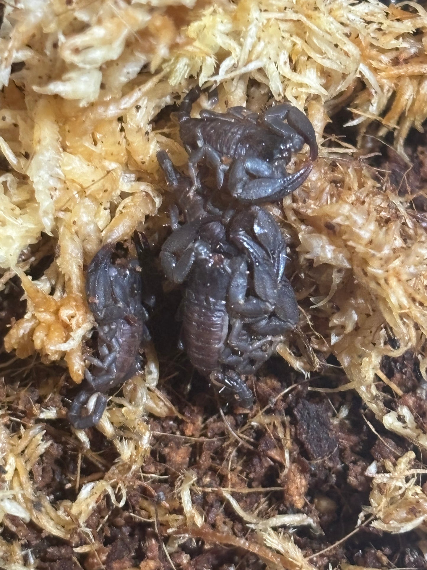 Rainforest scorplings captive bred cairns area.