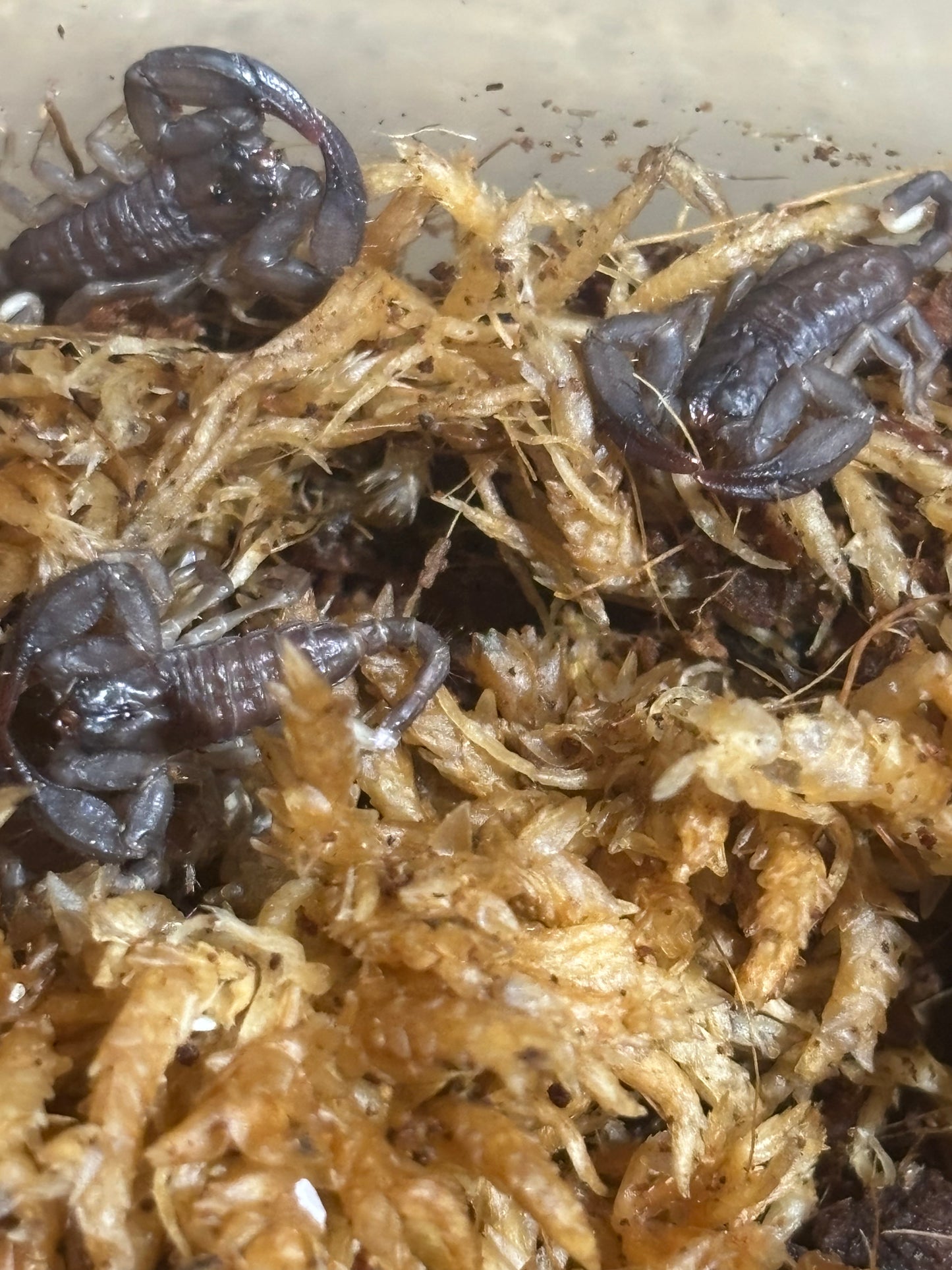 Rainforest scorplings Cooktown captive bred.
