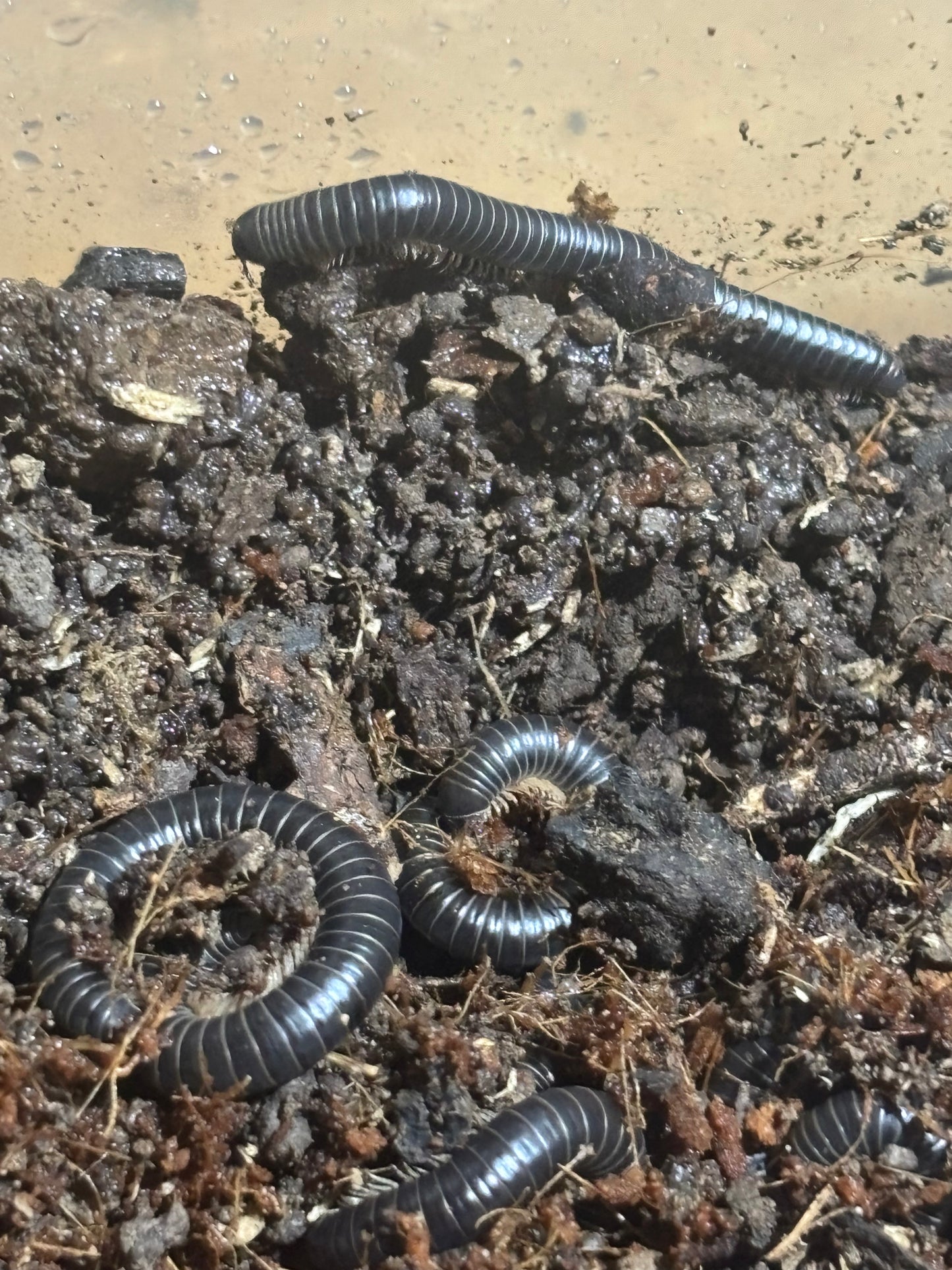 Glow under UV millipedes Grafton local.