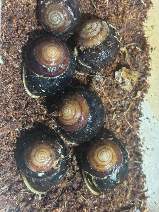 Snail Rockhampton local.