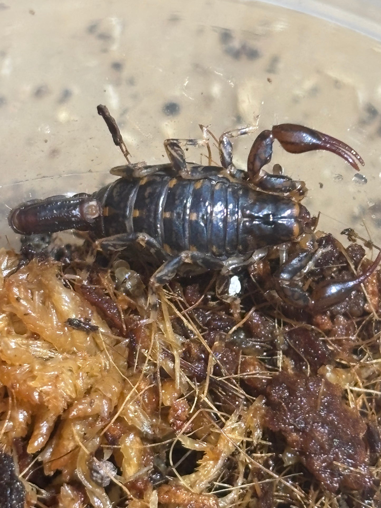 Cercophonius squama tallaganda area.