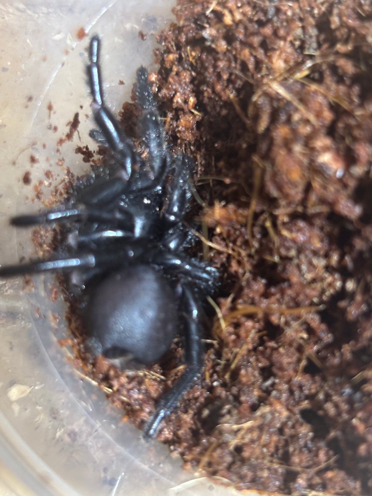 Hadronyche macquariensis female.