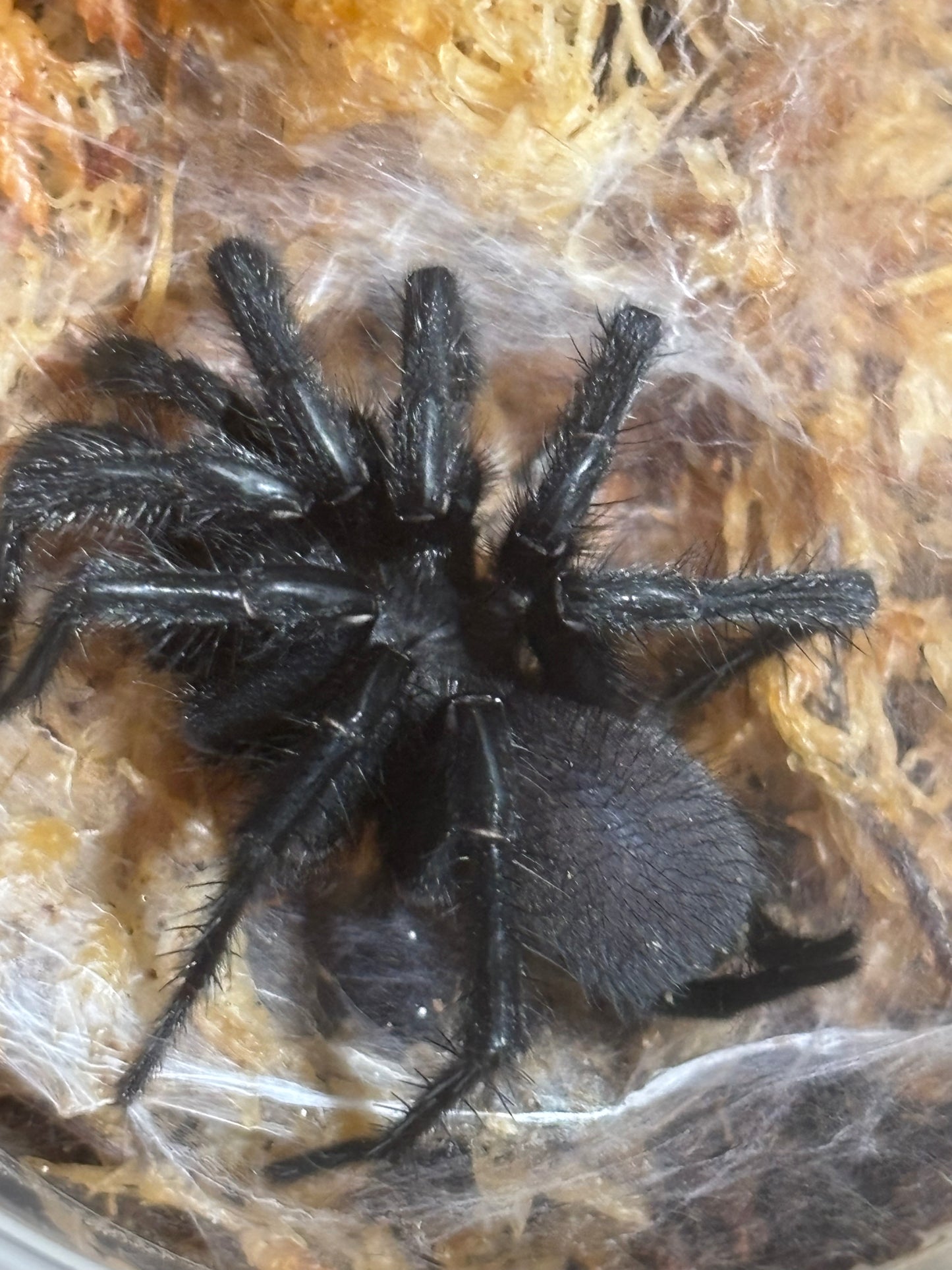 Mature male Australothele Nambucca.