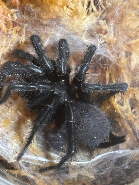 Mature male Australothele Nambucca.