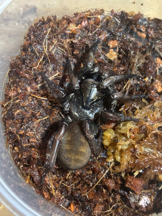 Arbanitis sp Benarkin.