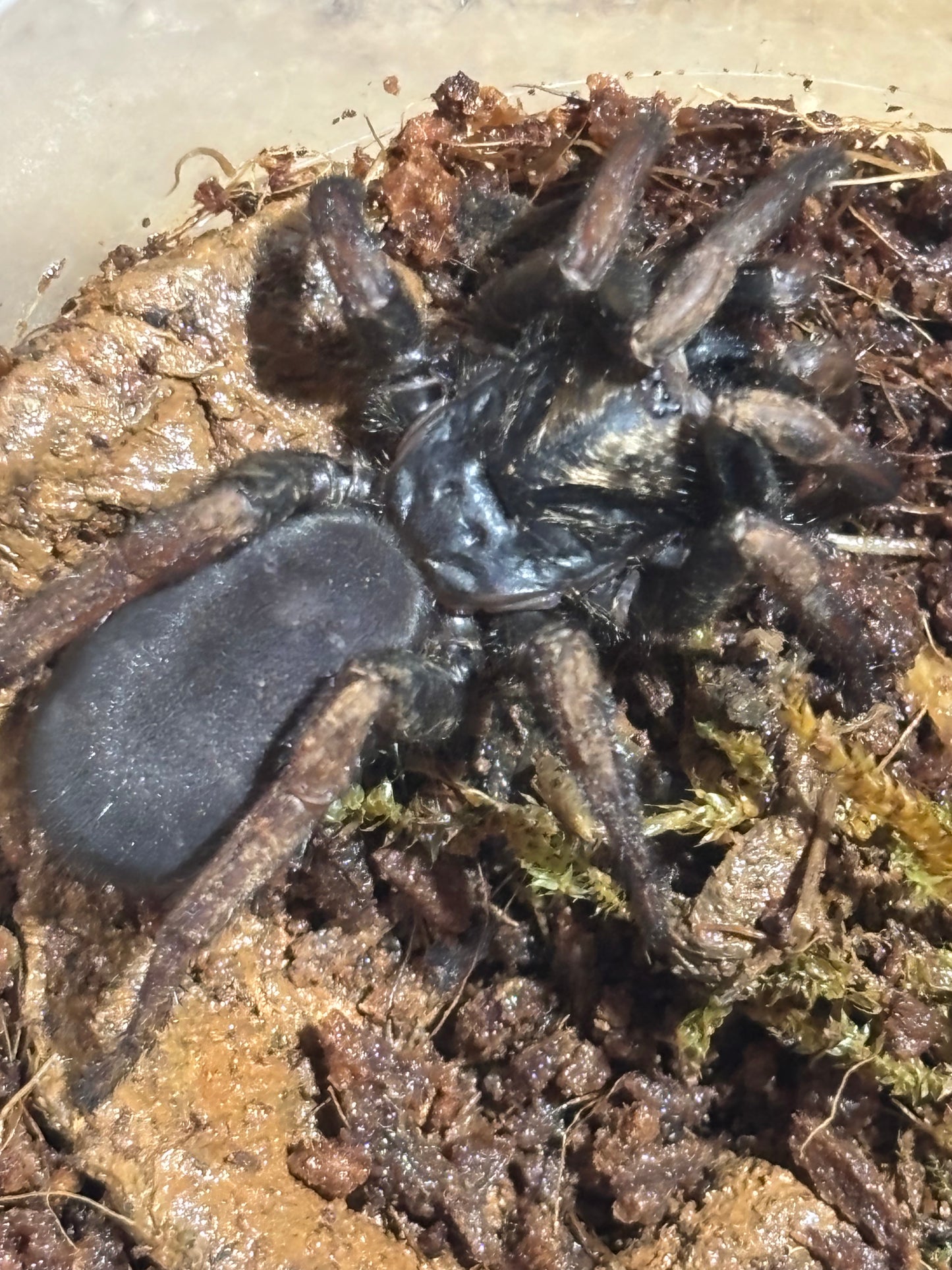 Arbanitis sp coopernook.