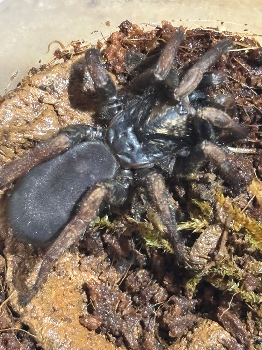 Arbanitis sp coopernook.