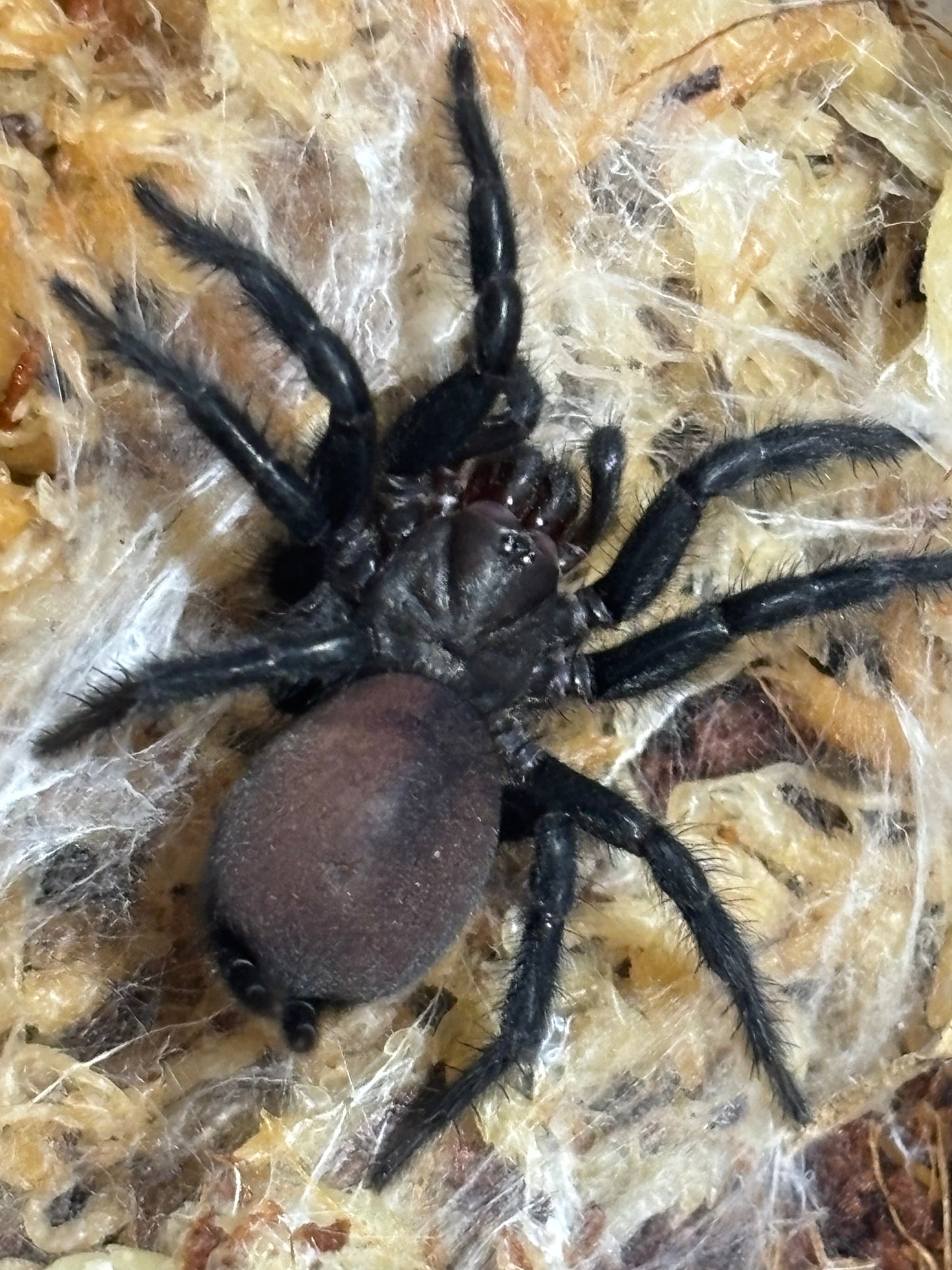 Cethegus sp silver valley.