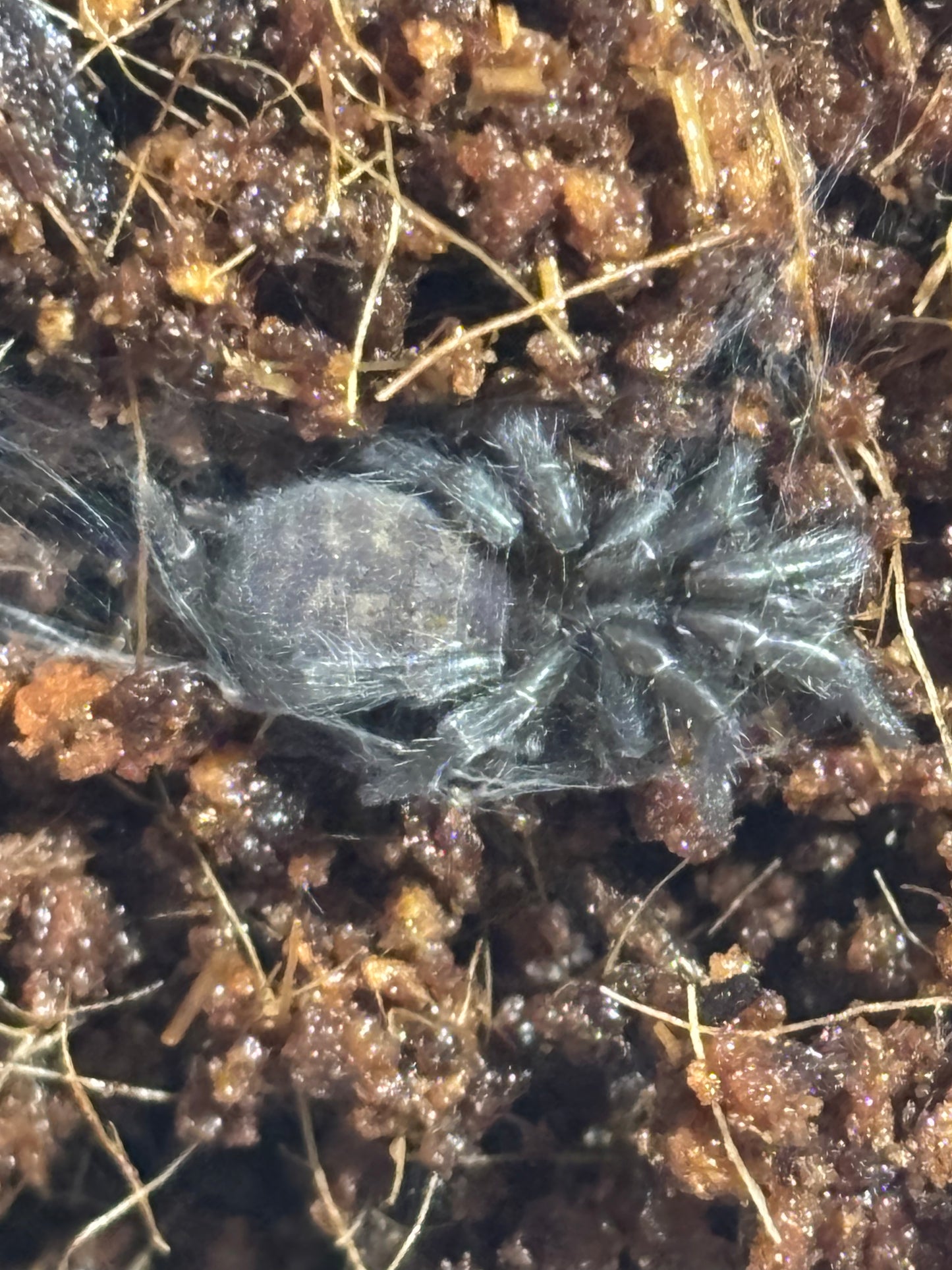 Paraembolides sp coopernook.