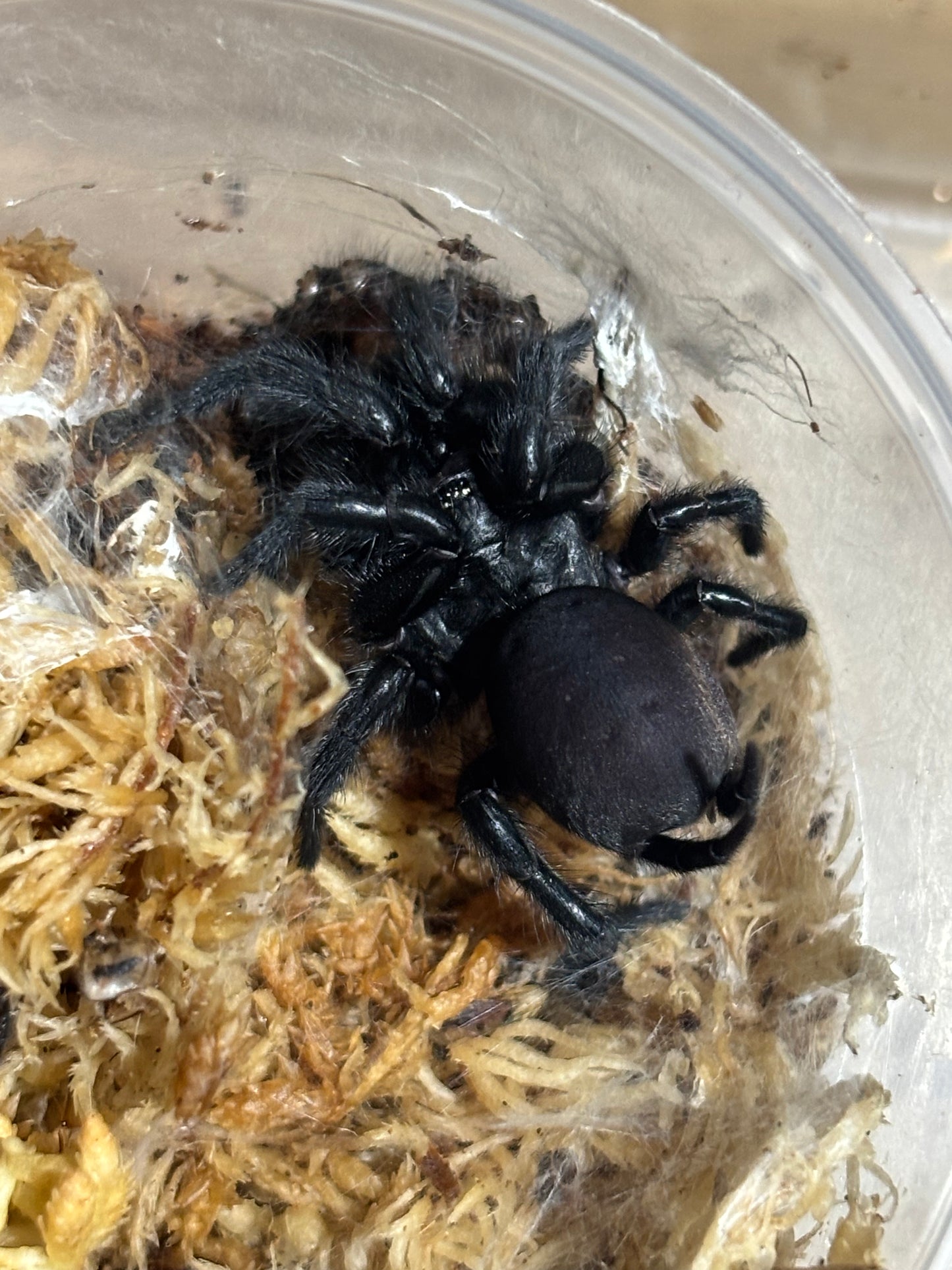 Cethegus robustus.